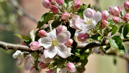 jabloň apple-blossoms-4136856 1280